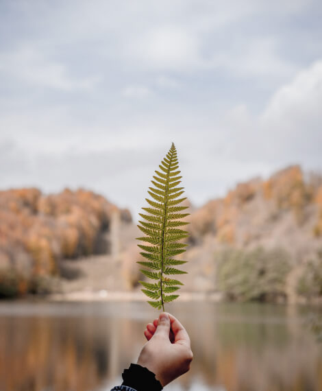 پت شاپ دهقان Leaf